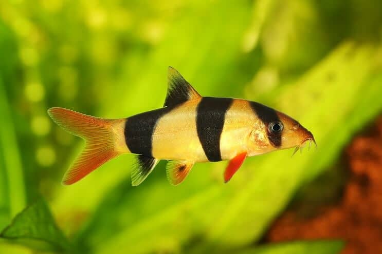 Palhaço loach