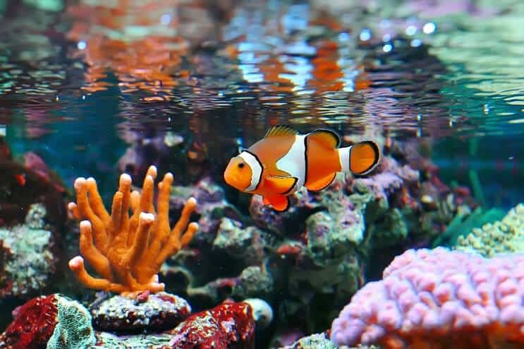 Peixe-palhaço