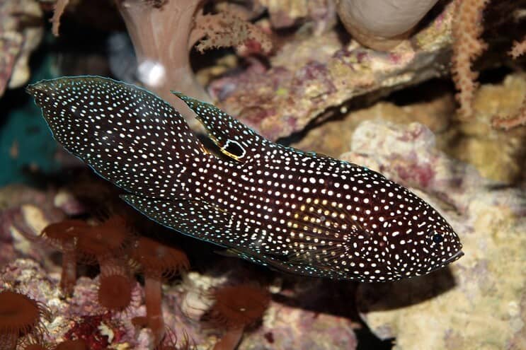 Betta Marinho