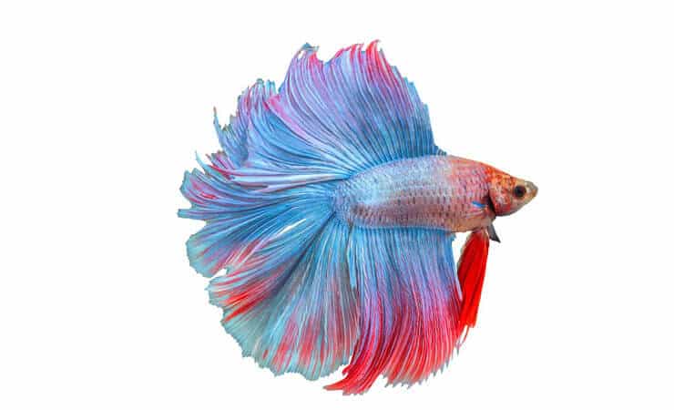 Betta Cauda Dupla