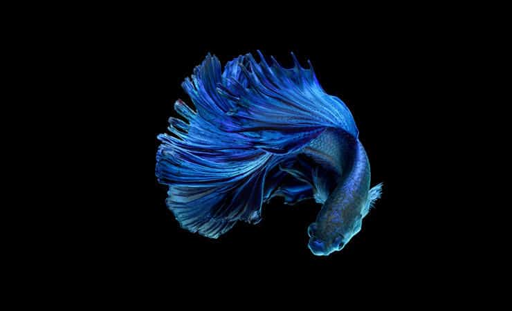 Peixe Betta Azul