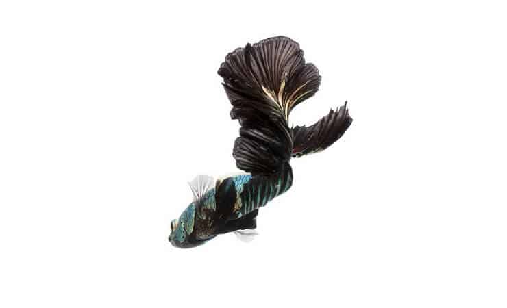 Betta Orquídea Negra