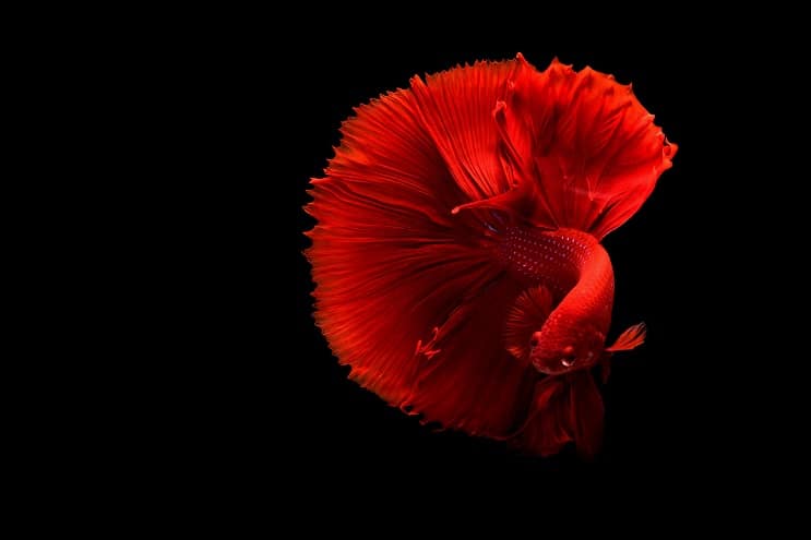 Peixe Betta Vermelho