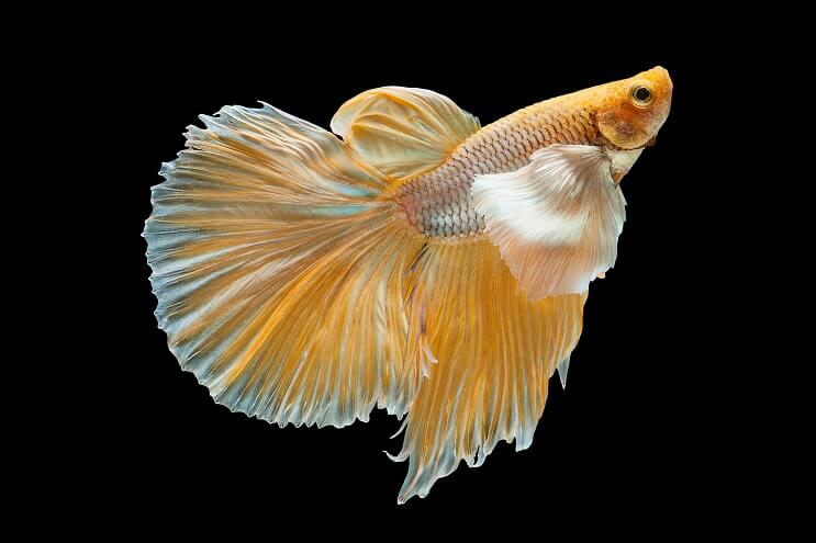 Betta Amarelo