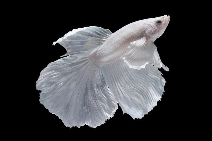 Betta Branco