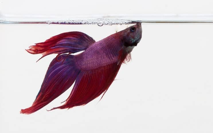Betta Roxo