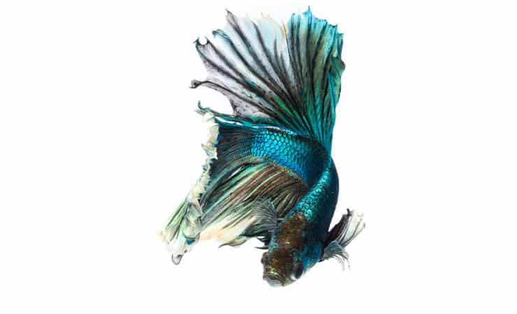 Peixe Betta Verde