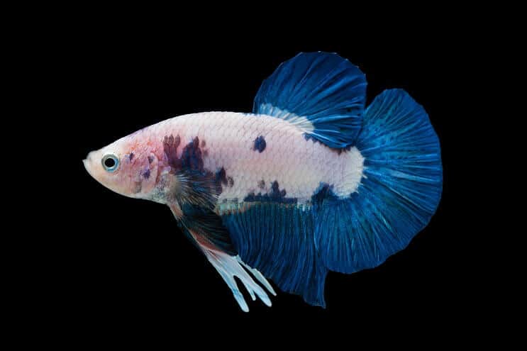 Betta de Mármore