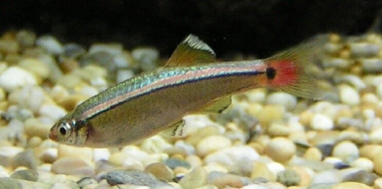 Visão geral do White Cloud Mountain Minnow