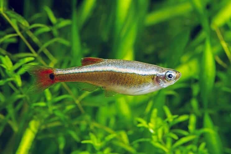 Aparência do Minnow da Montanha da Nuvem Branca