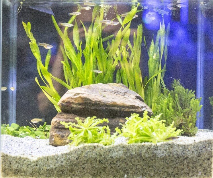 Condições do tanque White Cloud Mountain Minnow