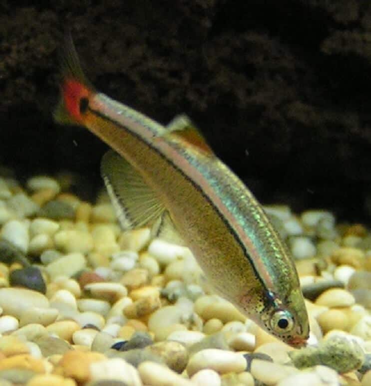 Dieta do Minnow da Montanha da Nuvem Branca