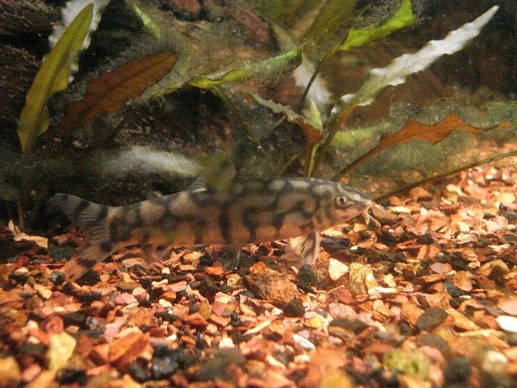 Yoyo Loach comendo