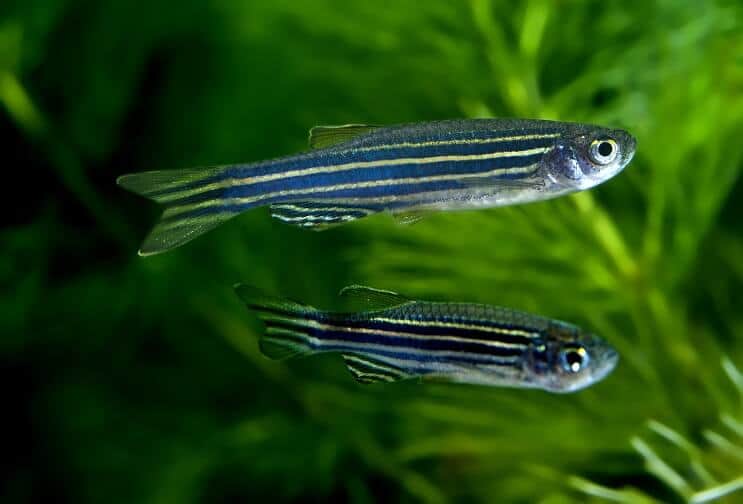 Zebra Danios Swimming