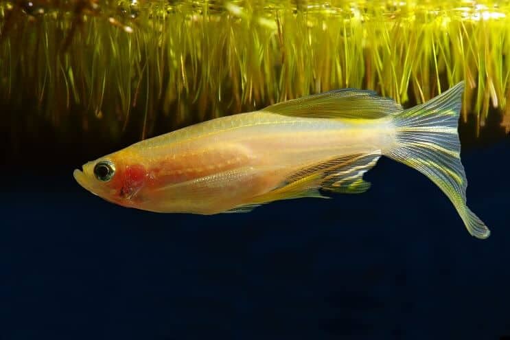 Metamorfose dourada Zebra Danio
