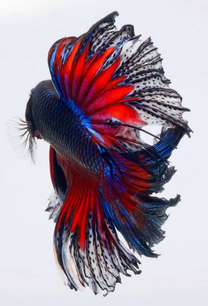 Peixe Betta
