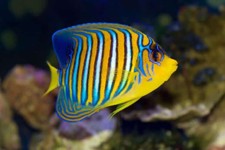 Angelfish Regal