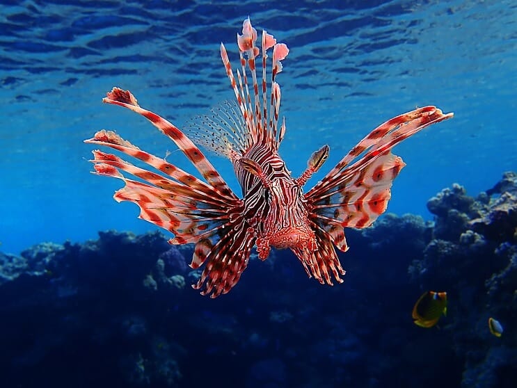 Peixe-Leão