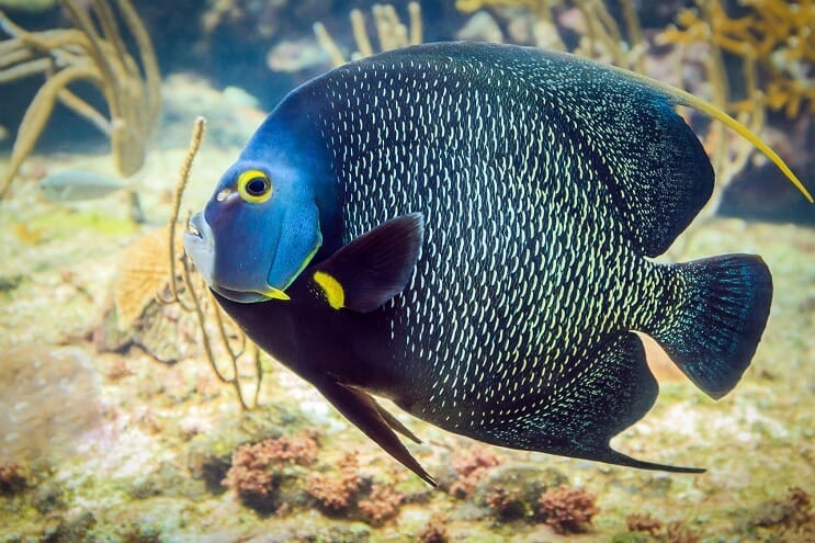Angelfish francês