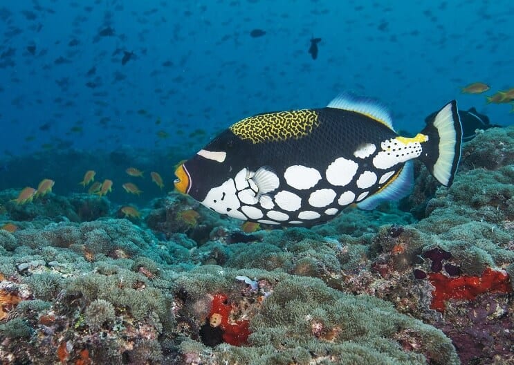 Peixe-palhaço