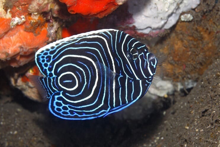 Juvenil Emperor Angelfish