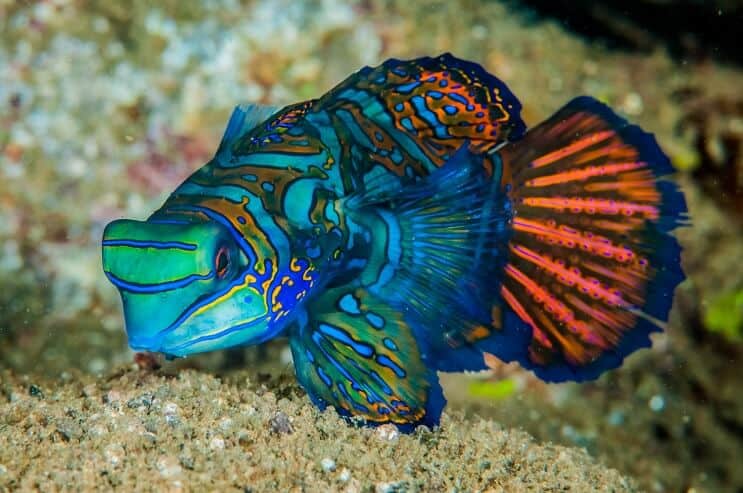 Peixe mandarim