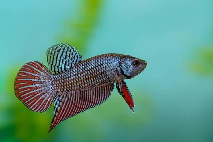 Peixe Betta