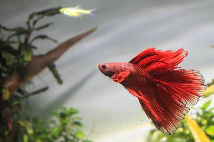 Betta Fish Swimming