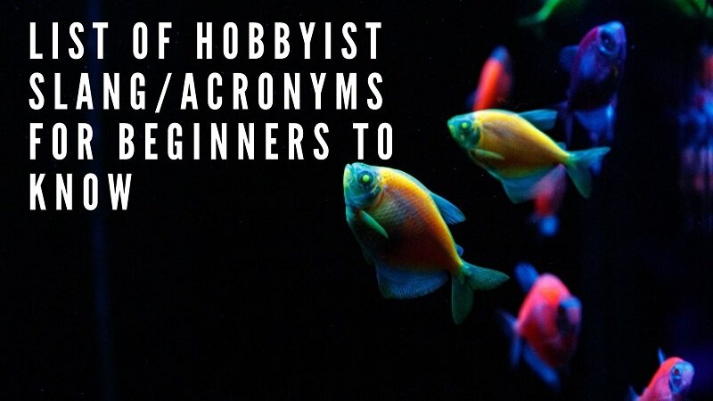 lista de slang_acronyms hobbyist para iniciantes conhecerem