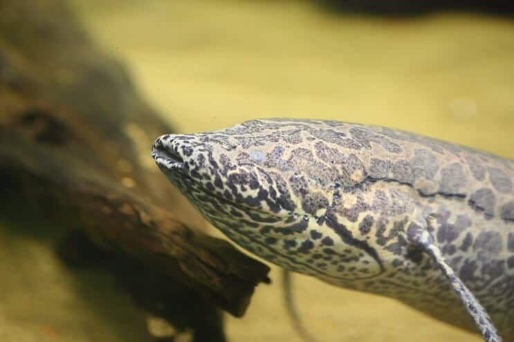 Peixe pulmão africano