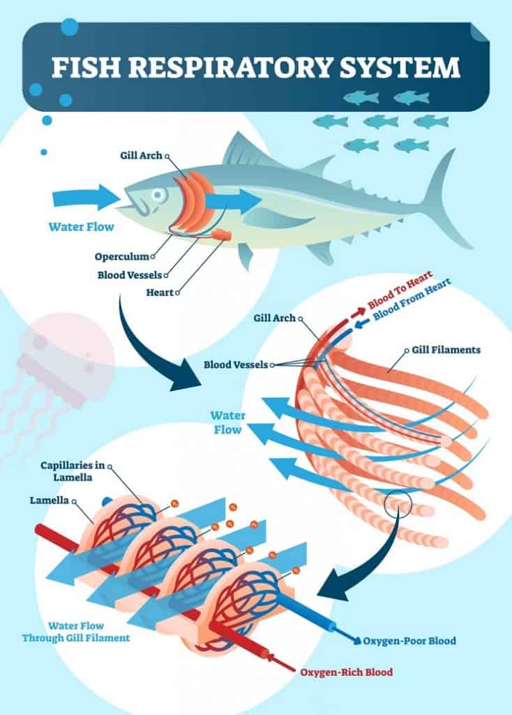Sistema respiratório de peixes