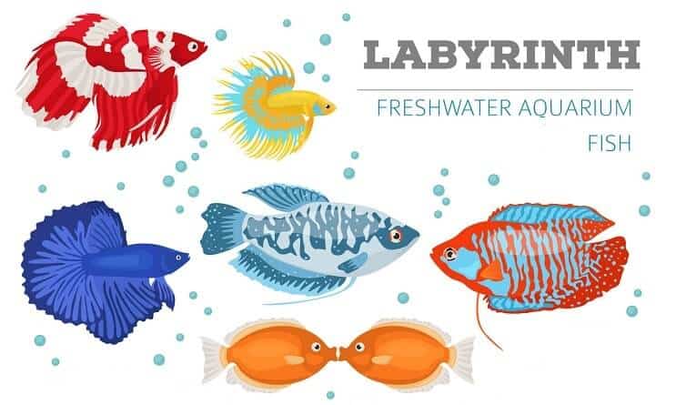 Peixe labirinto