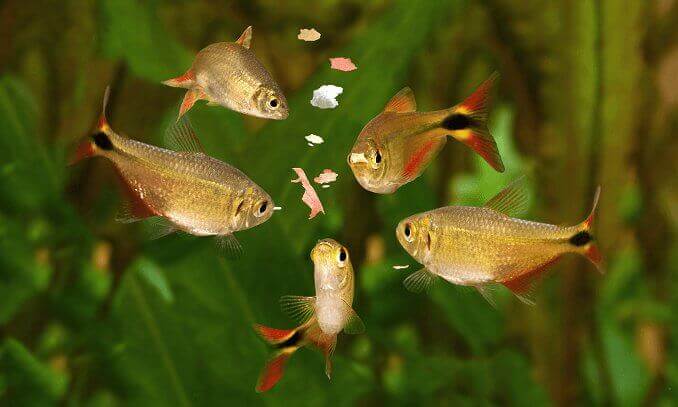 Alimentando Peixes