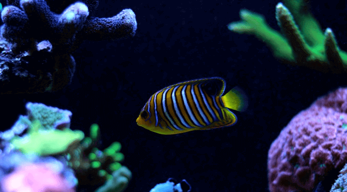Peixe Único