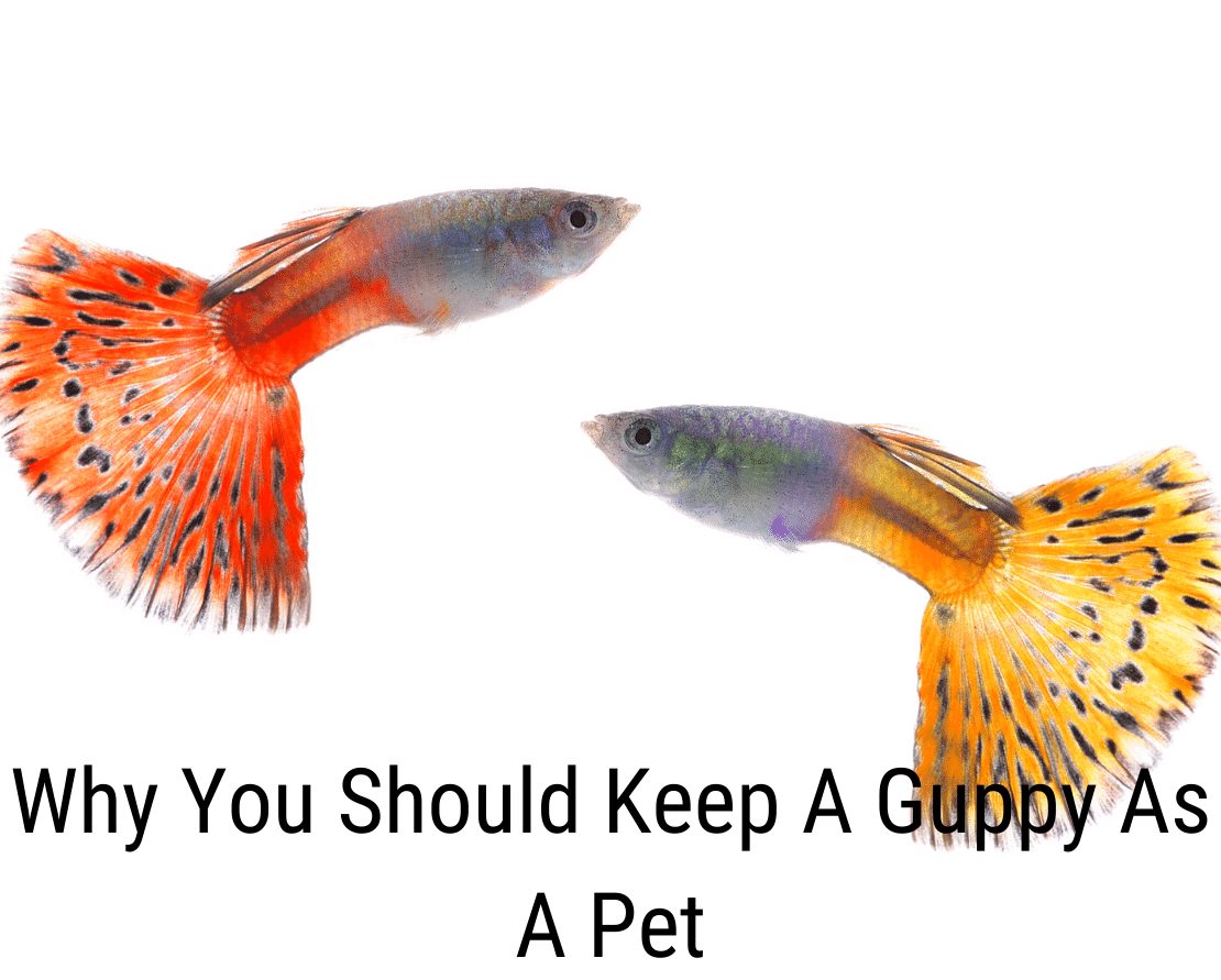 Por que você deve manter um guppy como animal de estimação