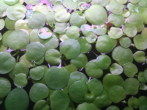 SoShrimp 20+ Plants Amazon Frogbit - Live Freshwater Aquarium Floating Plant