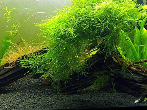 Aquatic Arts Java Moss (grande porção de 25 polegadas quadradas) Plantas de aquário de água doce | Java Moss Live Plant para aquário | Plantas de aquário ao vivo | Combina bem com bolas de musgo de Marimo no aquário plantado