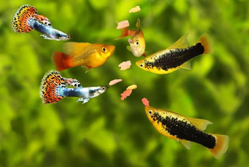 Guppies E Platies podem se cruzar?