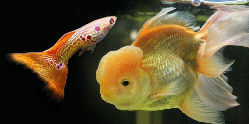 guppies podem comer comida de peixe dourado?