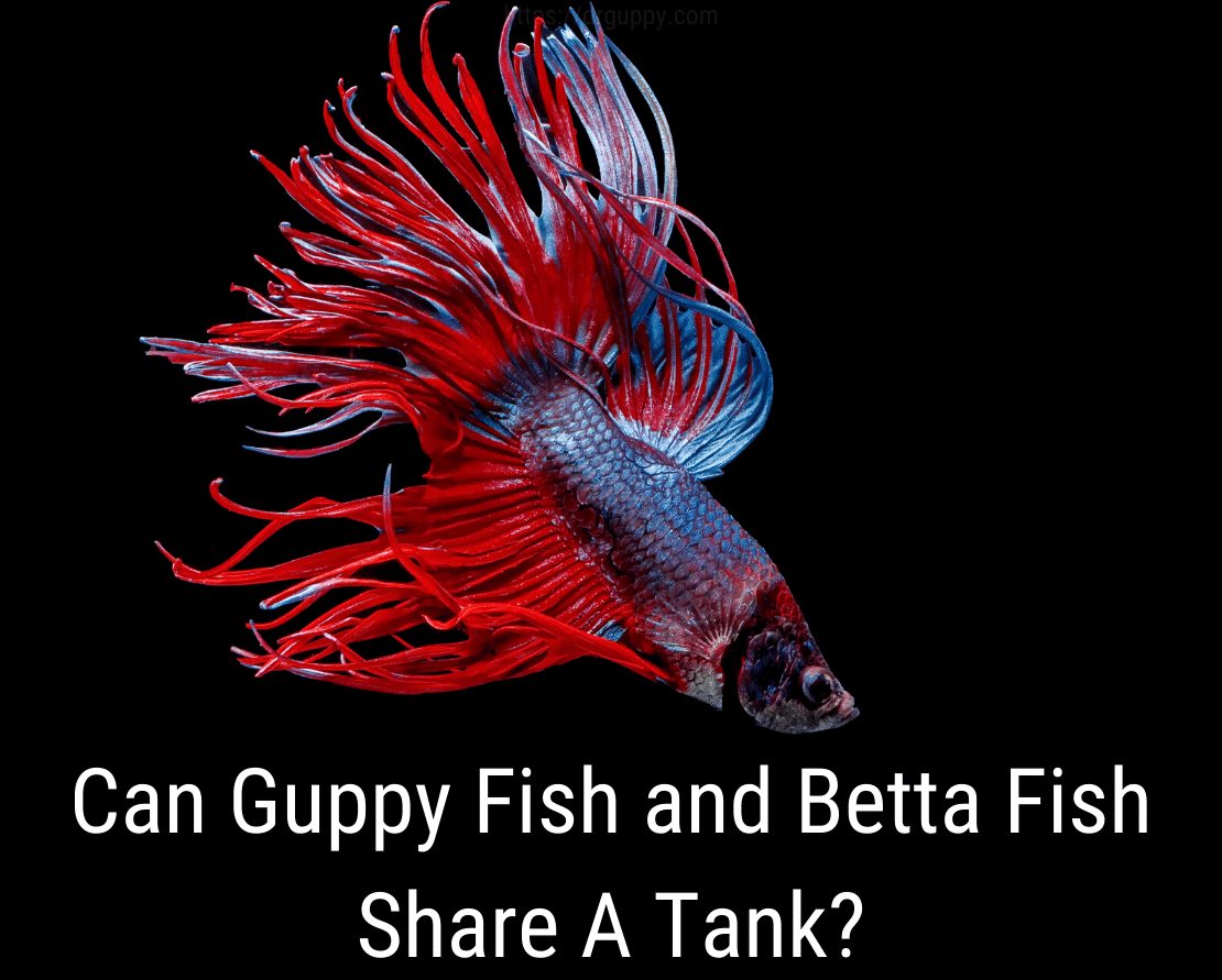Os peixes guppy e peixes Betta podem compartilhar um tanque?