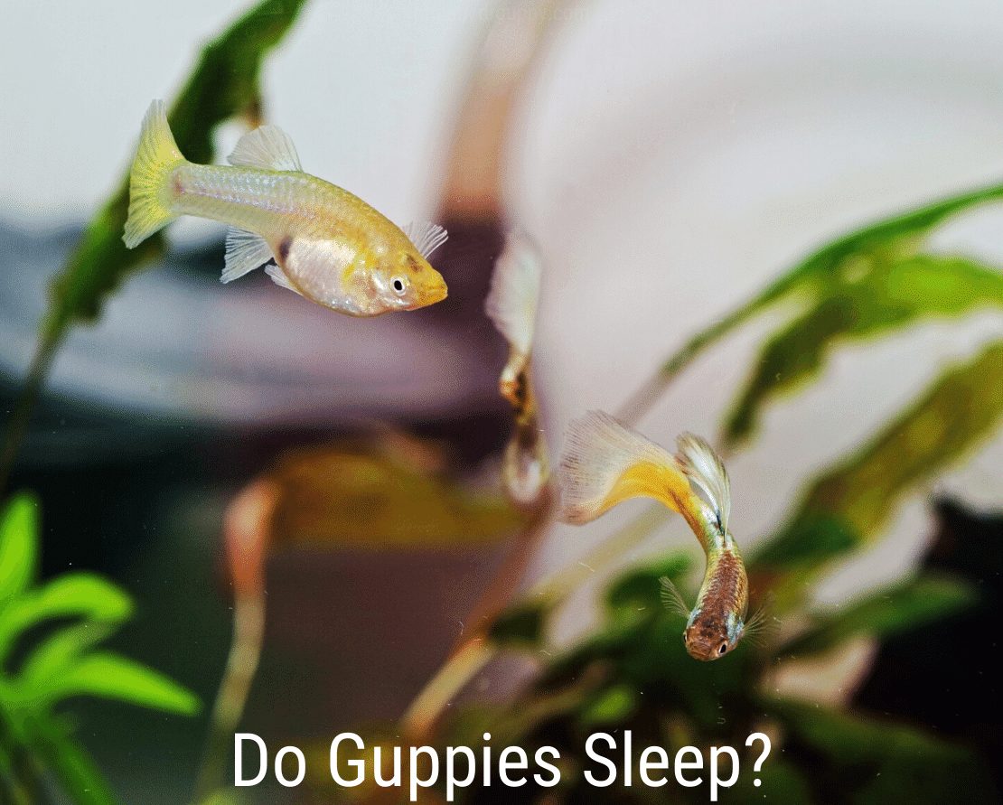 Guppies dormem?