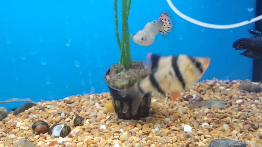 Guppy Bent Spine - Escoliose e Tuberculose