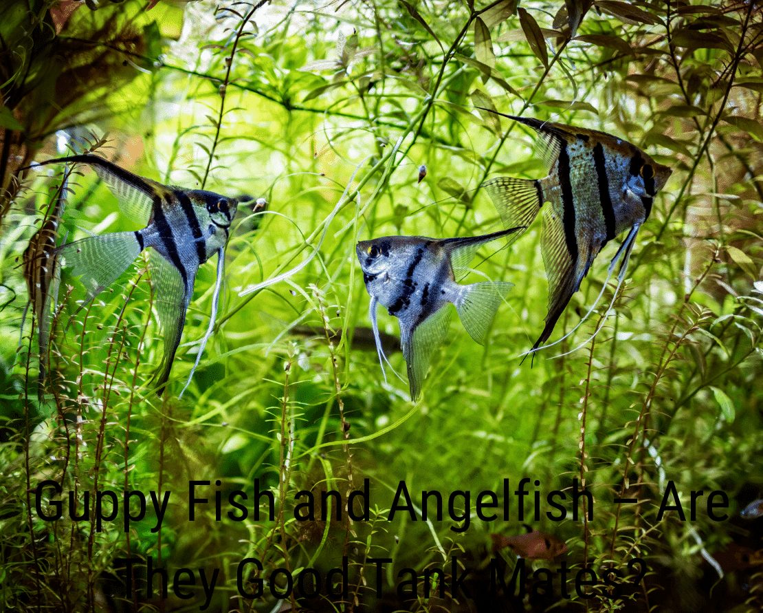 Peixe guppy e peixe anjo - são bons companheiros de tanque?