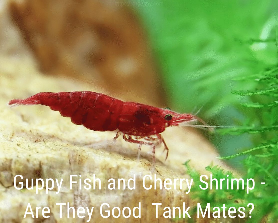 Peixe guppy e camarão cereja - são bons companheiros de tanque?