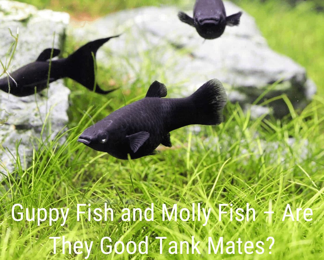 Guppy Fish e Molly Fish - são bons companheiros de tanque?
