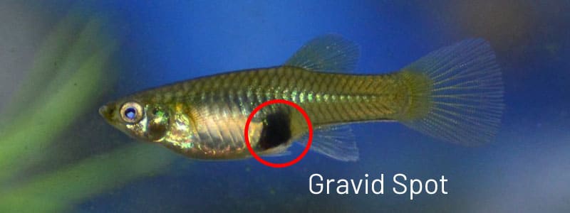 Mancha grávida de guppy feminino.