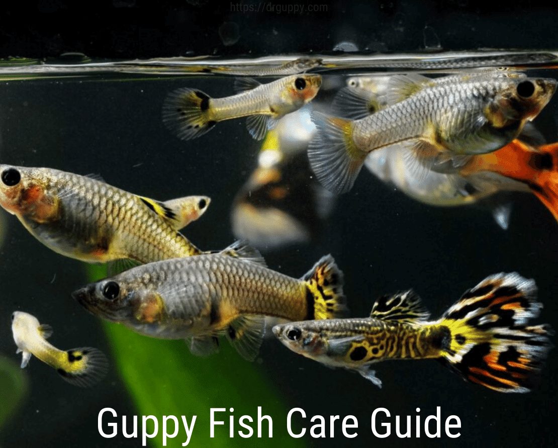 Guia de cuidados com peixes guppy