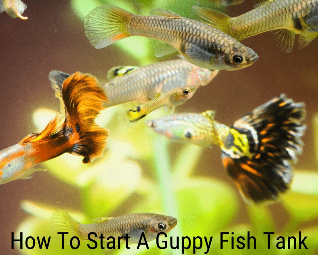 Como iniciar um tanque de peixes guppy?