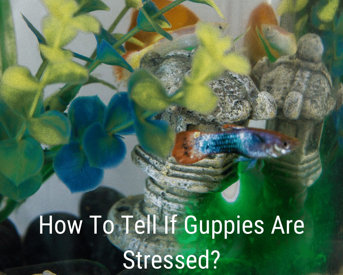 Como saber se os guppies estão estressados