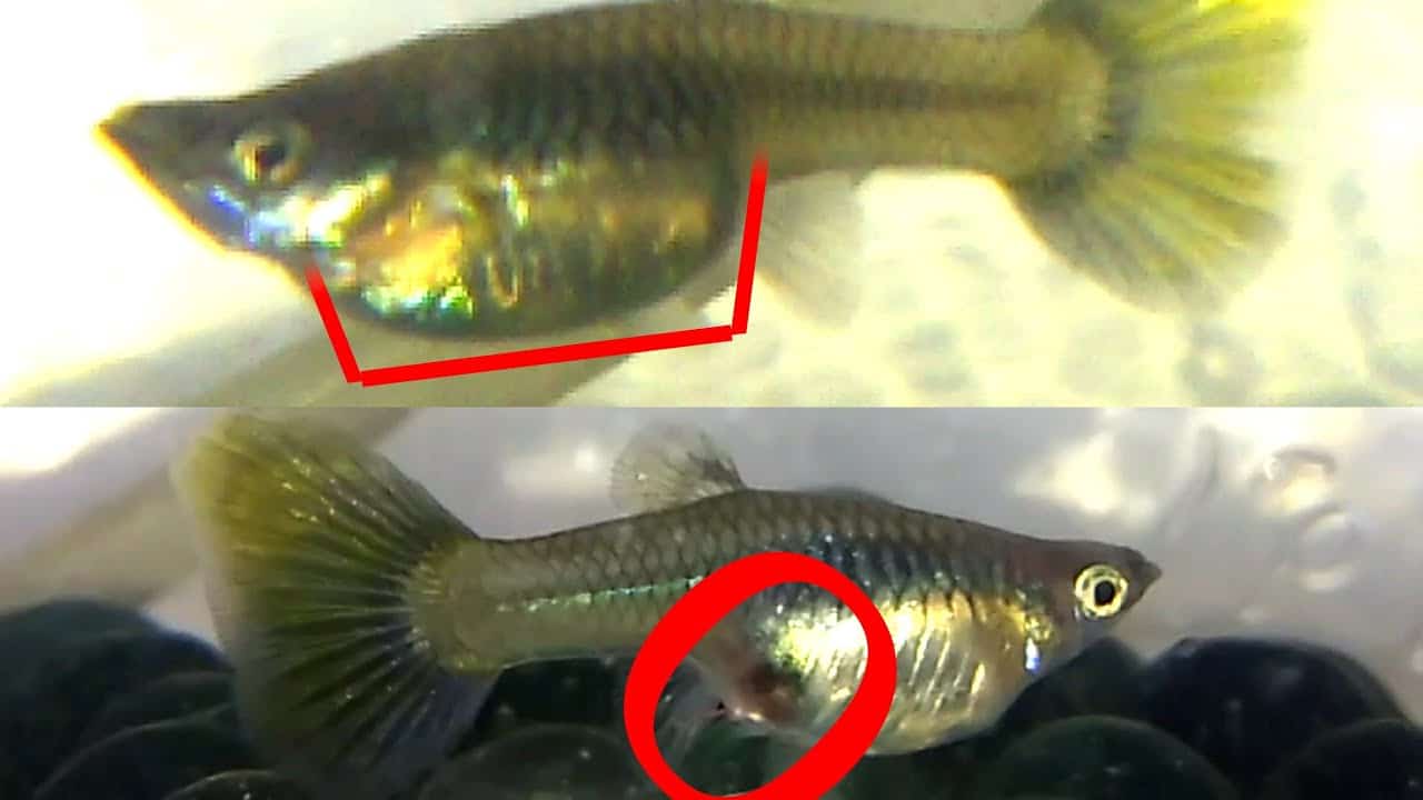 Como saber se o guppy está grávido